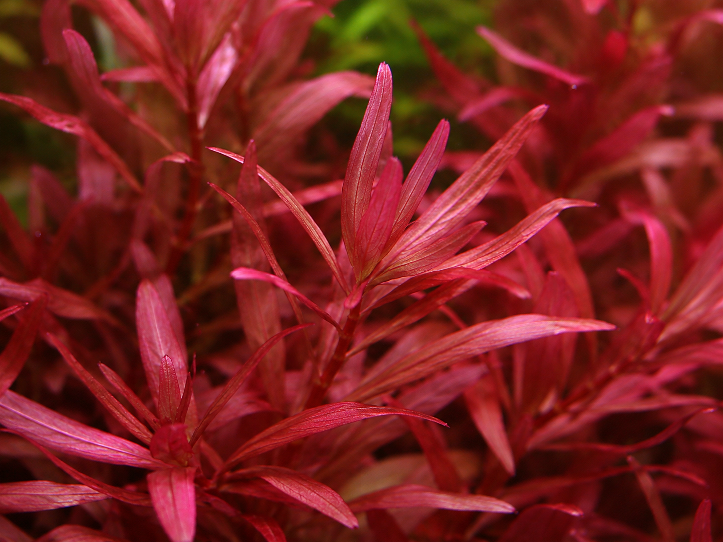 Rotala Rotundifolia, Blood Red & H'ra: The Pink-Red Trio